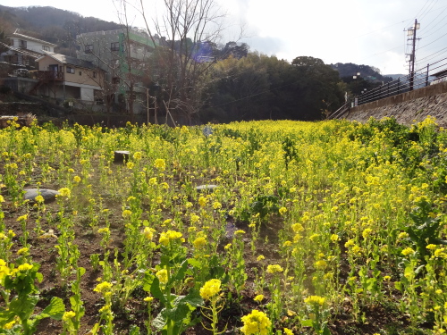 湯河原　千歳川の菜の花